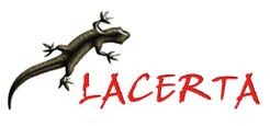 Lacerta